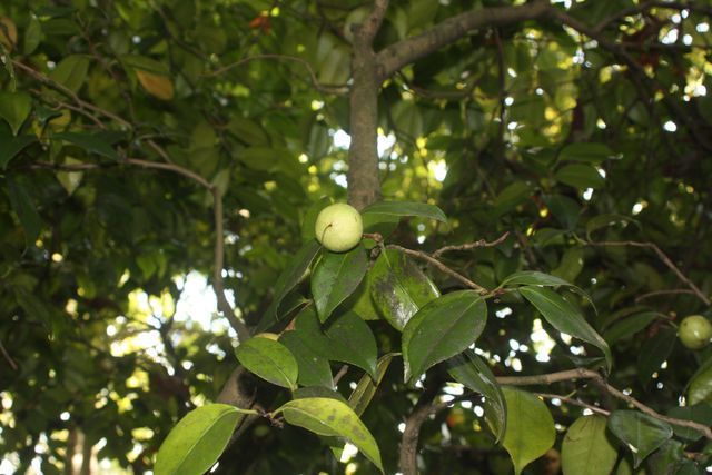 Asturias joven emprenda Jardín Botánico